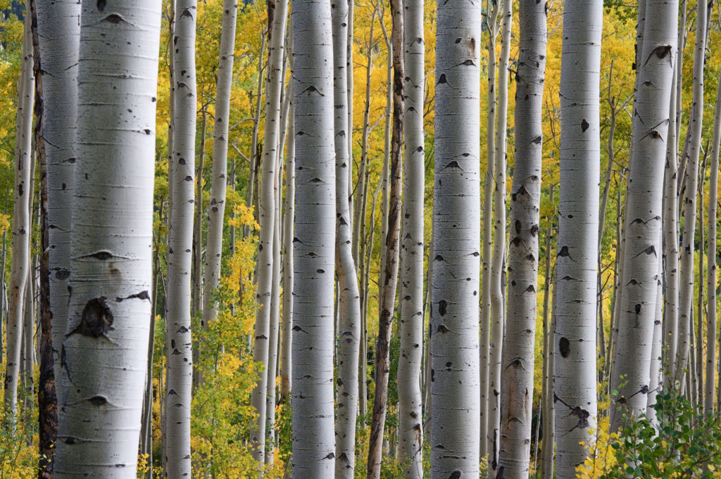 Birch trees are farmed to create a sustainable kitchen made of birch plywood