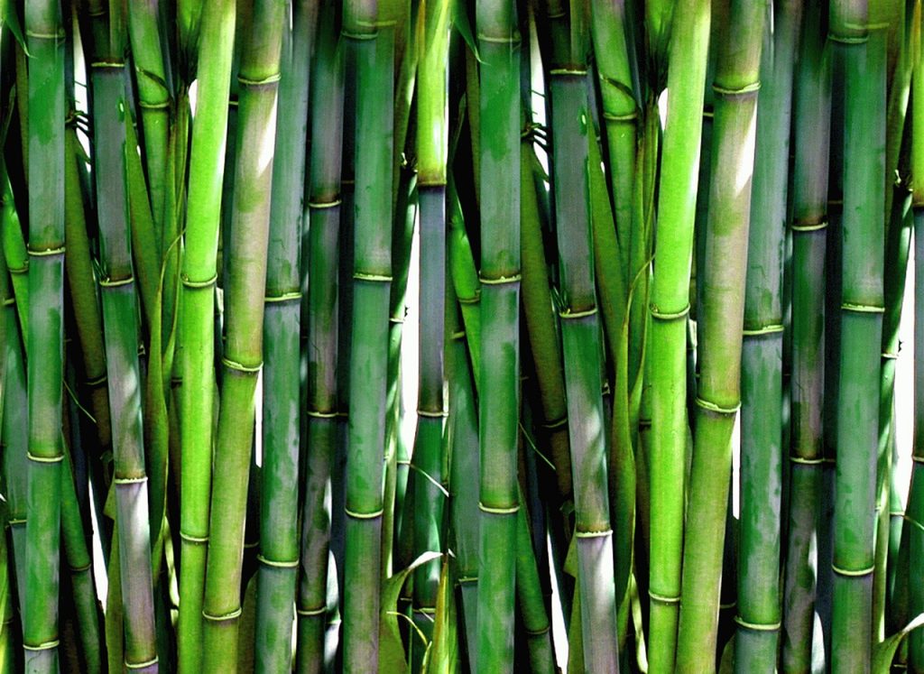 Bamboo - a fun fact is that bamboo is the fastest growing plant