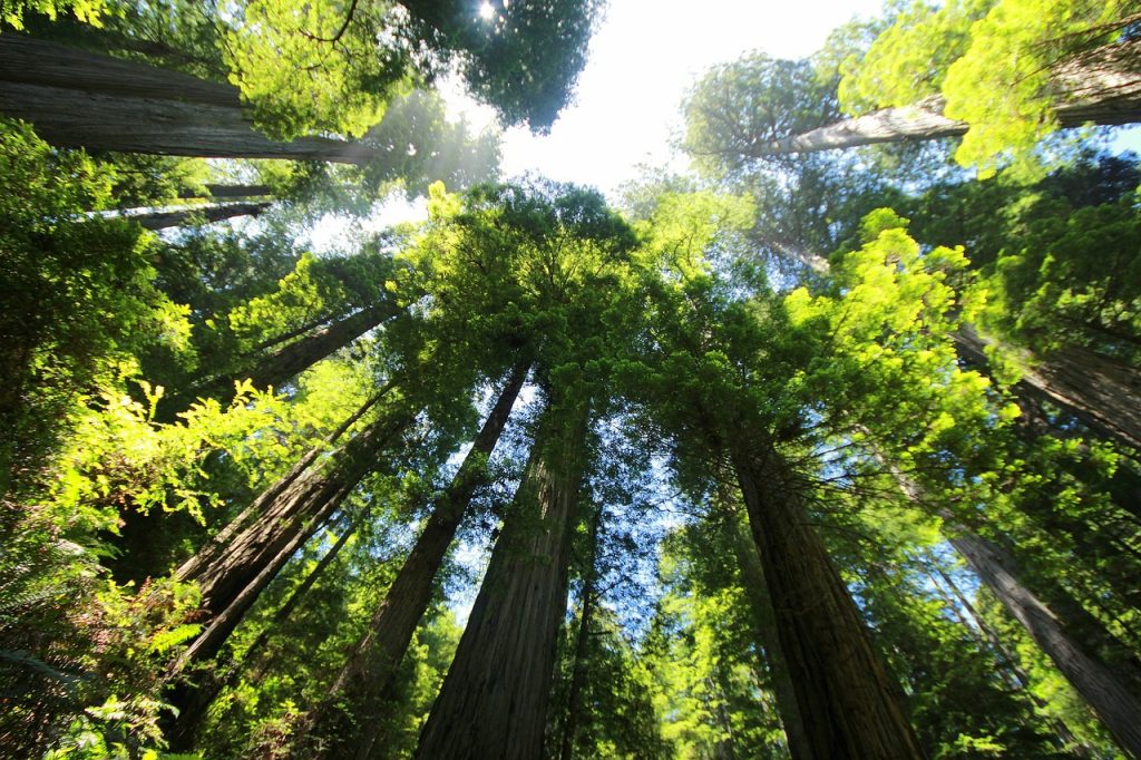 Redwood sequoias in North America - one of our forest facts is that these are among the largest trees in the world.